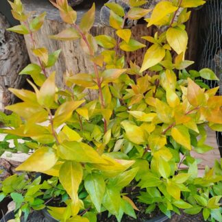 ABELIA GRANDIFLORA Golden Abelia - Francis Mason 4,5L