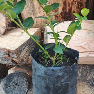 Natal Plum, Large Num-Num