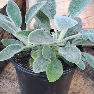 Lamb's Ear