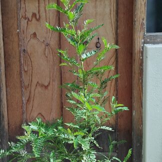 Keurboom 10L