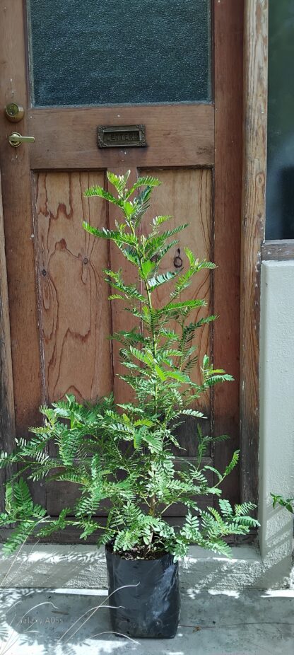 Keurboom 10L
