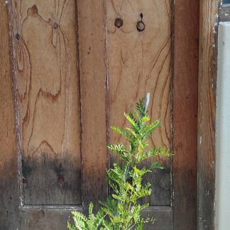 Keurboom 19cm