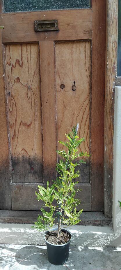 Keurboom 19cm