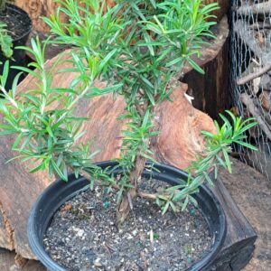 1000200651-scaled.jpg Rosemary