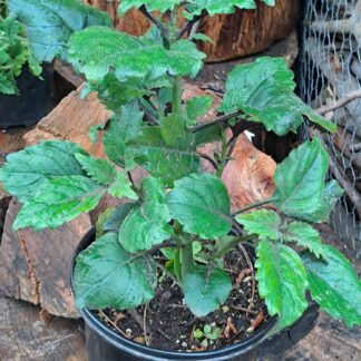 Plectranthus Mona Lavender