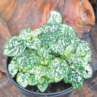 Hypoestes White Polka Dot Plant