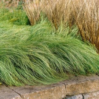 CAREX COMANS Leatherleaf Sedge – Amazon Mist 3L