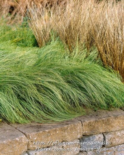 CAREX COMANS Leatherleaf Sedge - Amazon Mist 3L