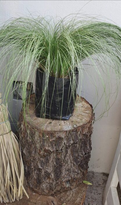 CAREX COMANS Leatherleaf Sedge - Amazon Mist 3L - Image 3