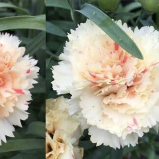 DIANTHUS CARYOPHYLLUS Carnation – Sunflor Bling Bling 15cm
