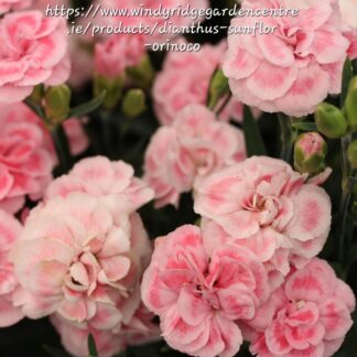 DIANTHUS CARYOPHYLLUS Carnation – Sunflor Orinoco 15cm