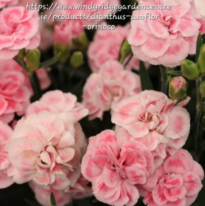 DIANTHUS CARYOPHYLLUS Carnation - Sunflor Orinoco 15cm