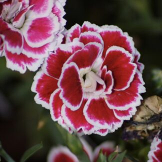 DIANTHUS CARYOPHYLLUS Carnation – Sunflor Bianca 15cm