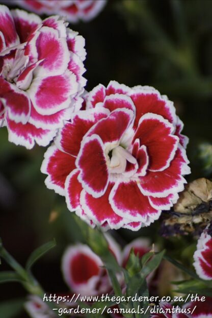 DIANTHUS CARYOPHYLLUS Carnation - Sunflor Bianca 15cm
