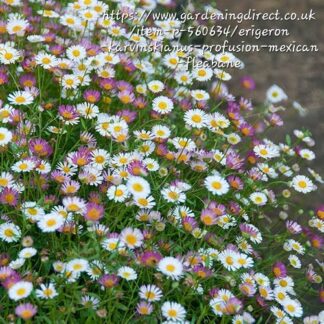 ERIGERON KARVINSKIANUS Spanish Daisy – Profusion 2,5L