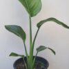 STRELITZIA NICOLAI Wild Banana 4,5L