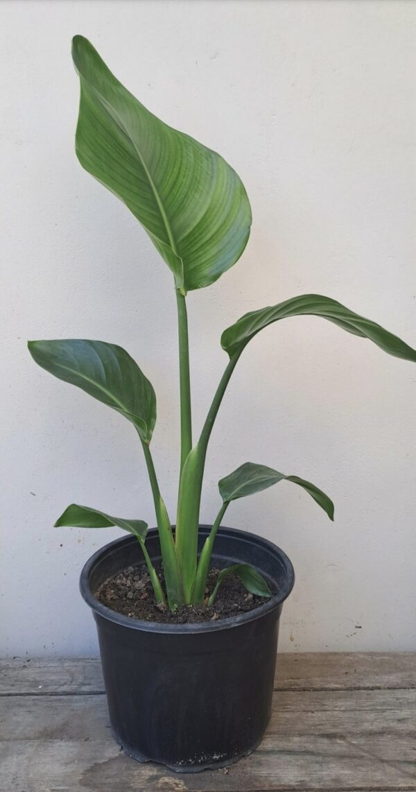 STRELITZIA NICOLAI Wild Banana 4,5L