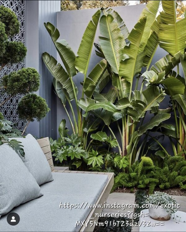 STRELITZIA NICOLAI Wild Banana 4,5L