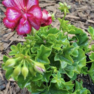 PELARGONIUM PELTATUM Ivy Geranium – Takari Lollipop Burgundy 15cm