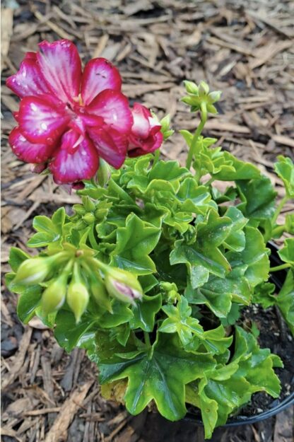 PELARGONIUM PELTATUM Ivy Geranium - Takari Lollipop Burgundy 15cm