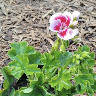 PELARGONIUM GRANDIFLORUM Regal Pelargonium – Kariba Pink Eye 15cm