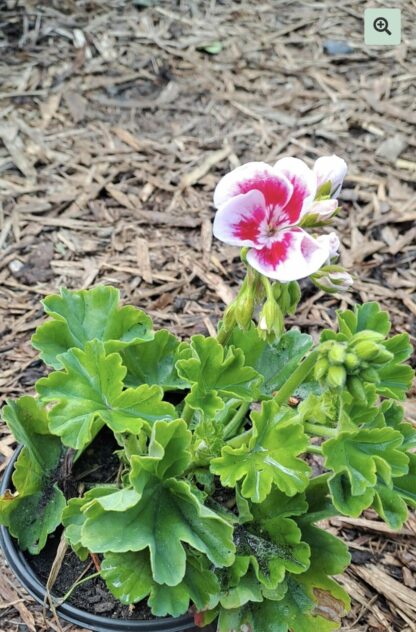PELARGONIUM GRANDIFLORUM Regal Pelargonium - Kariba Pink Eye 15cm