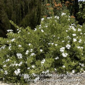 JASMINUM ANGULARE Wild Jasmine – White 3L