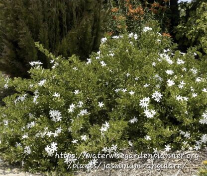 JASMINUM ANGULARE Wild Jasmine - White 3L
