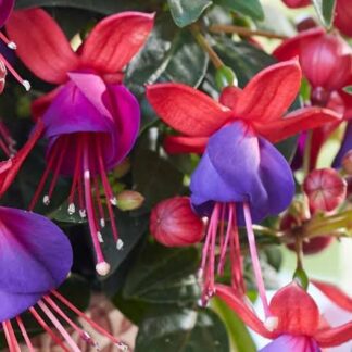 FUCHSIA BELLA Fuchsia – Bella Vera 15cm