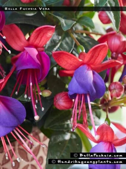 FUCHSIA BELLA Fuchsia - Bella Vera 15cm