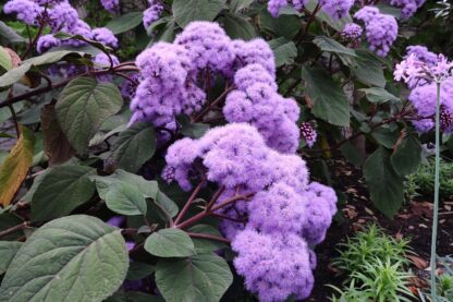 Bartlettina Sordida 'Purple Torch'