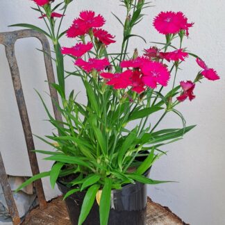 Dianthus Rose