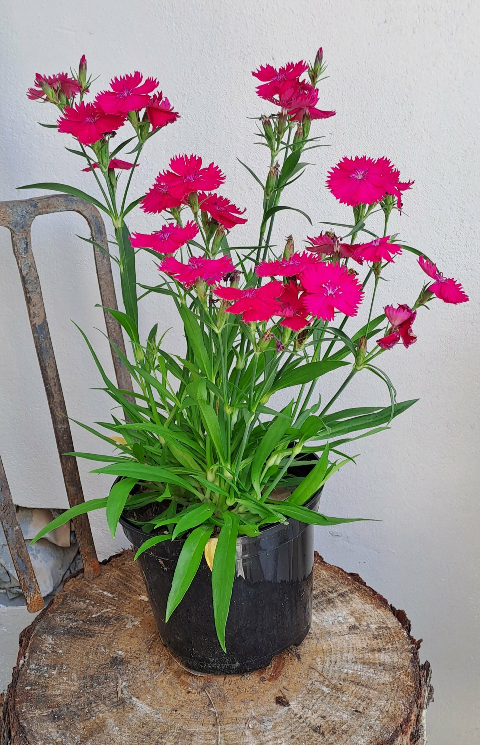 Dianthus Rose