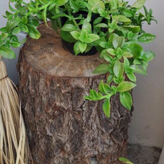 APTENIA CORDIFOLIA Baby Sun Rose - Red 2,5L