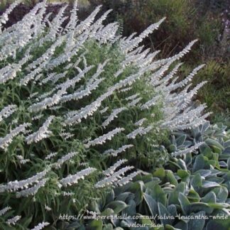 Salvia Leucantha White