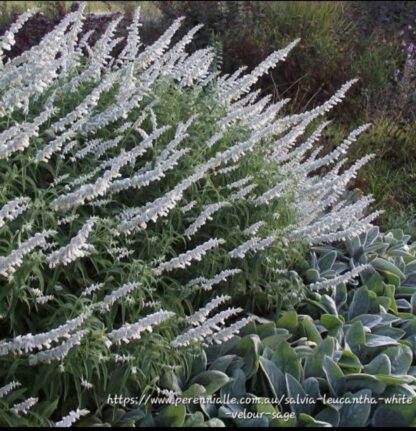 Salvia Leucantha White