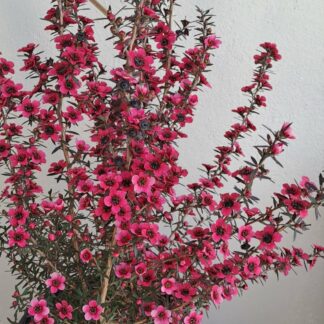 Tea bush Cherry brandy