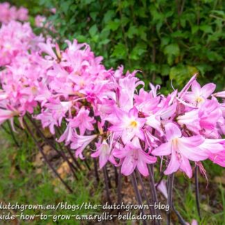 Amaryllis Bella Donna Bulbs “March Lily”