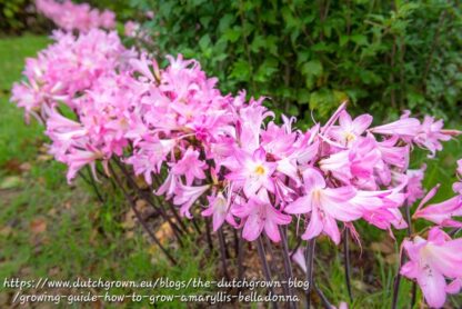 Amaryllis Bella Donna Bulbs "March Lily"