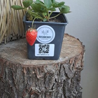 Strawberry Top Red 14cm