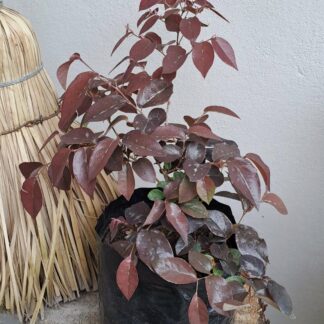 Loropetalum Chinese Blush
