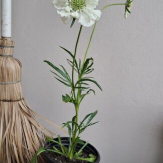 Scabiosa Flutter White