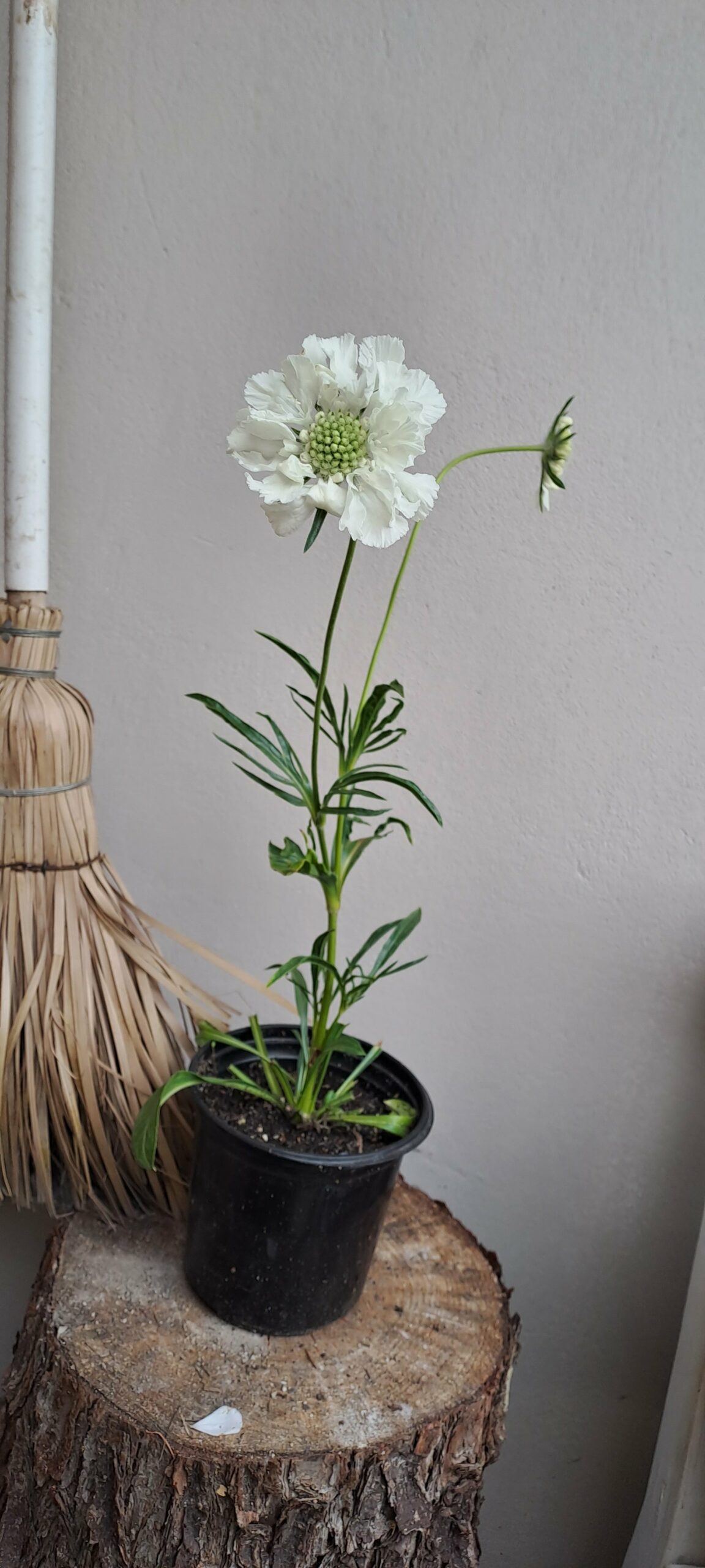 Scabiosa Flutter White