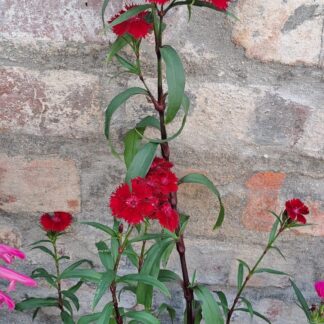 Dianthus 'Cherry Jolt'