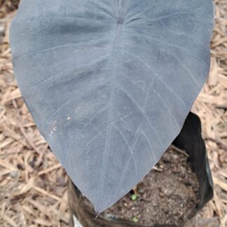 Elephant ear Black Magic