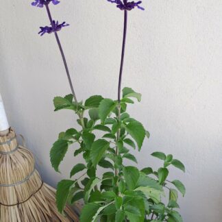 Salvia Mystic Spires
