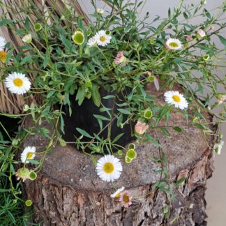 Erigeron Profusion