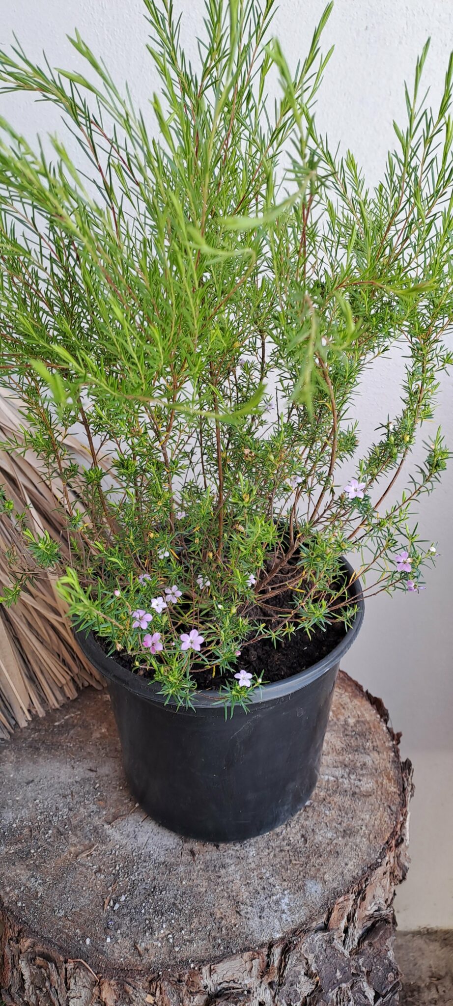 Confetti bush The Plant Lady