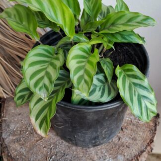 Calathea 'Freddie'