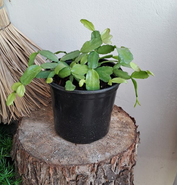 Christmas Cactus Dark Pink